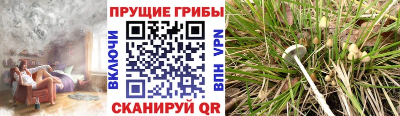 Псилоцибиновые грибы GOLDEN TEACHER  Любим 